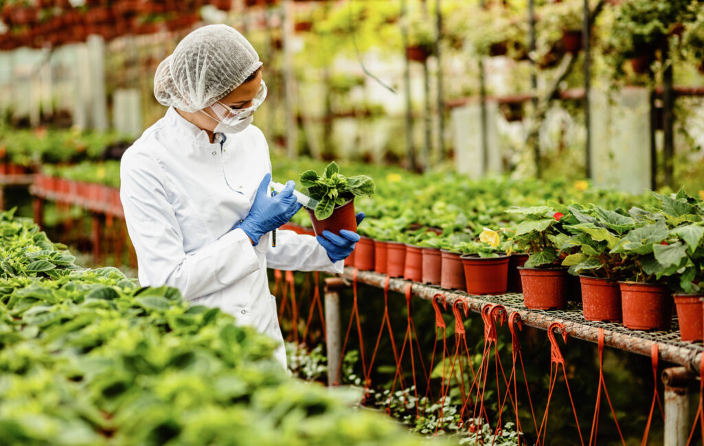 Scientist injecting fertilizer in flower pot while working at plant nursery. Farm To Work